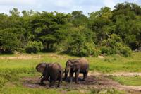 Tembe Elephant Park 4